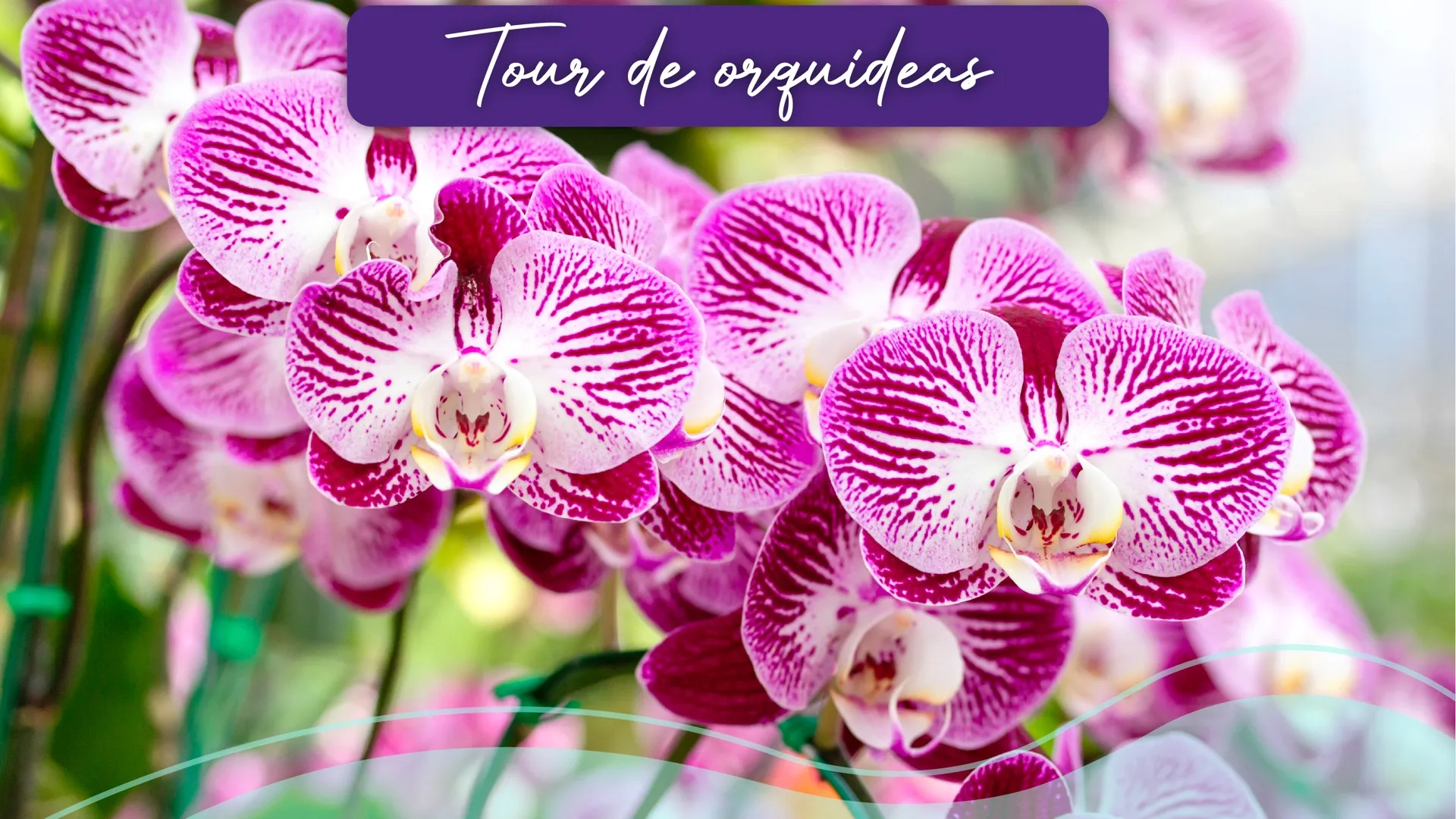Discover the elegance and diversity of Colombia's national flower on this tour full of beauty and color. The Orchid Tour will take you to a floral paradise where you can admire hundreds of species in their maximum splendor. Each orchid tells a story of biodiversity and natural perfection that will leave you amazed.