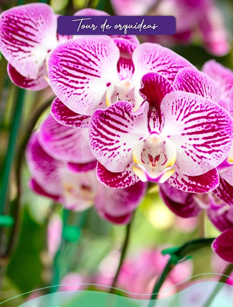 Discover the elegance and diversity of Colombia's national flower on this tour full of beauty and color. The Orchid Tour will take you to a floral paradise where you can admire hundreds of species in their maximum splendor. Each orchid tells a story of biodiversity and natural perfection that will leave you amazed.